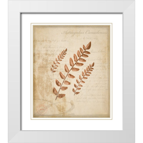 Scientific Plant 2 White Modern Wood Framed Art Print with Double Matting by LightBoxJournal