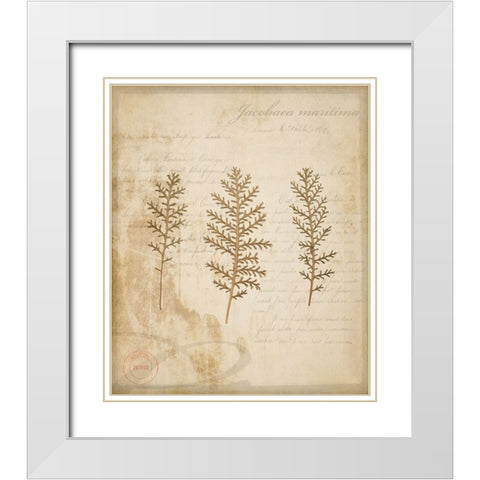 Scientific Plant 3 White Modern Wood Framed Art Print with Double Matting by LightBoxJournal