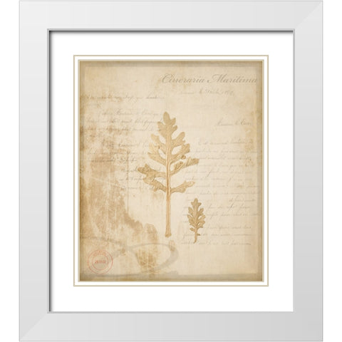 Scientific Plant 4 White Modern Wood Framed Art Print with Double Matting by LightBoxJournal