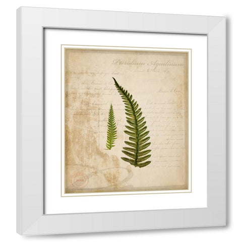 Scientific Plant 5 White Modern Wood Framed Art Print with Double Matting by LightBoxJournal