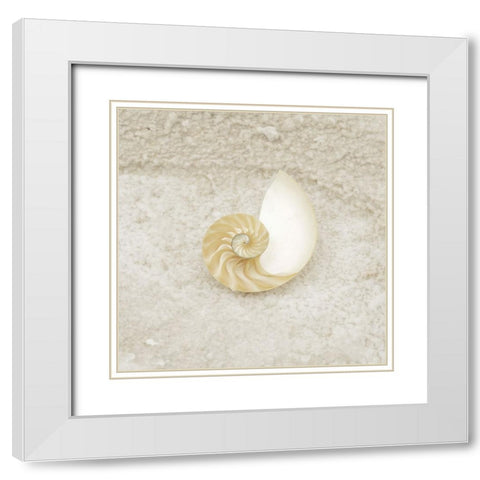 Gypsy Sea Life 1 White Modern Wood Framed Art Print with Double Matting by LightBoxJournal