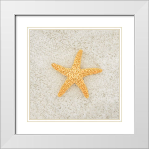 Gypsy Sea Life 2 White Modern Wood Framed Art Print with Double Matting by LightBoxJournal