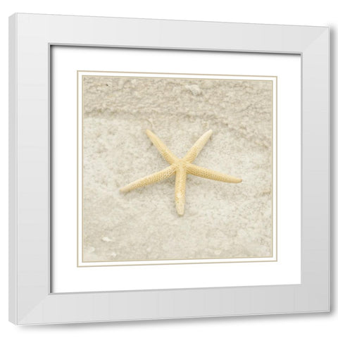 Gypsy Sea Life 3 White Modern Wood Framed Art Print with Double Matting by LightBoxJournal