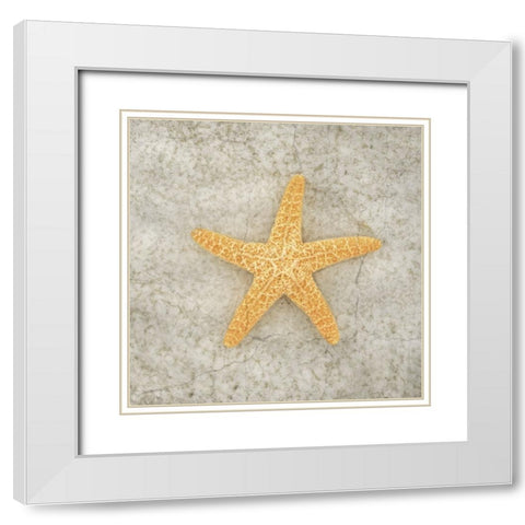 Gypsy Sea Life V2 White Modern Wood Framed Art Print with Double Matting by LightBoxJournal