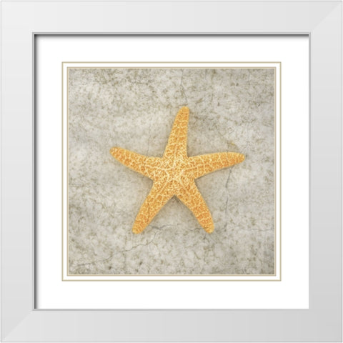 Gypsy Sea Life V2 White Modern Wood Framed Art Print with Double Matting by LightBoxJournal