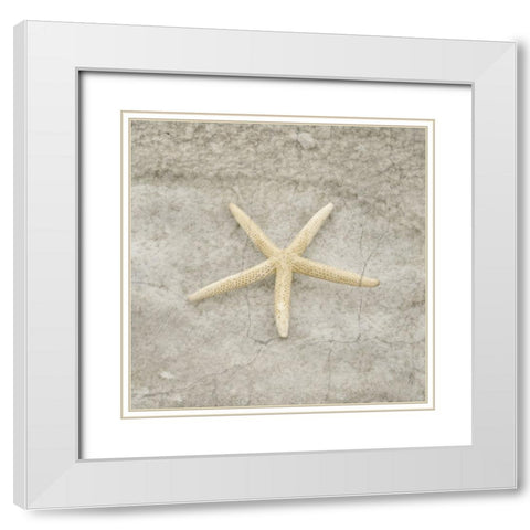 Gypsy Sea Life V4 White Modern Wood Framed Art Print with Double Matting by LightBoxJournal
