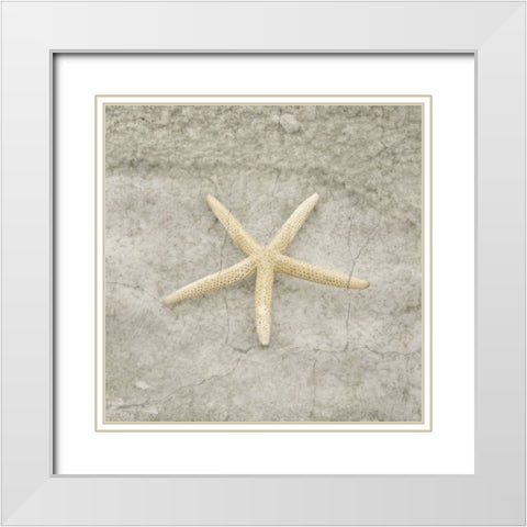 Gypsy Sea Life V4 White Modern Wood Framed Art Print with Double Matting by LightBoxJournal