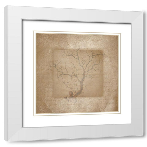 Sea Life 3 White Modern Wood Framed Art Print with Double Matting by LightBoxJournal