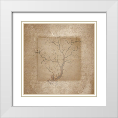 Sea Life 3 White Modern Wood Framed Art Print with Double Matting by LightBoxJournal