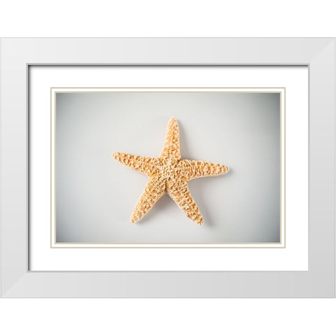 Sea Star 4 White Modern Wood Framed Art Print with Double Matting by LightBoxJournal