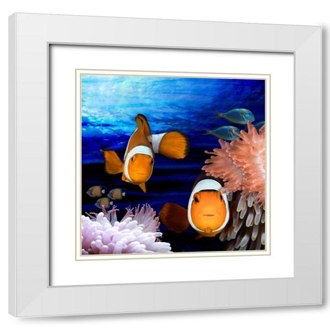 Sea Creatures_Clown Fish White Modern Wood Framed Art Print with Double Matting by LightBoxJournal
