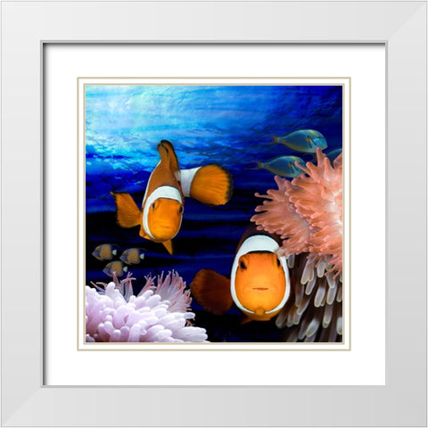 Sea Creatures_Clown Fish White Modern Wood Framed Art Print with Double Matting by LightBoxJournal