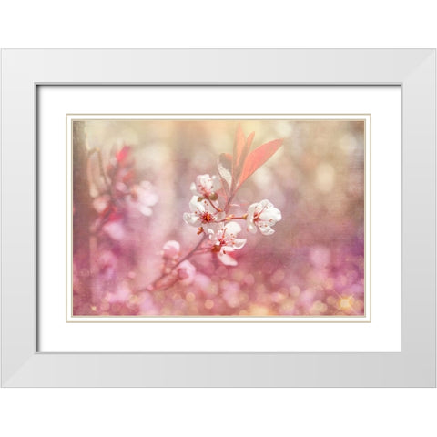 Gypsy Cherry 04 White Modern Wood Framed Art Print with Double Matting by LightBoxJournal