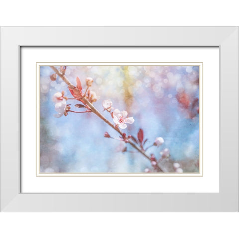 Spring Blooms 01 White Modern Wood Framed Art Print with Double Matting by LightBoxJournal
