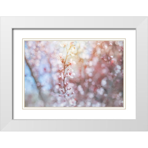 Spring Blooms 02 White Modern Wood Framed Art Print with Double Matting by LightBoxJournal