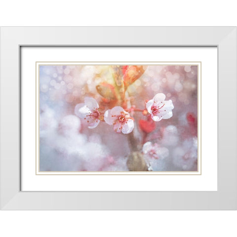 Spring Blooms 06 White Modern Wood Framed Art Print with Double Matting by LightBoxJournal