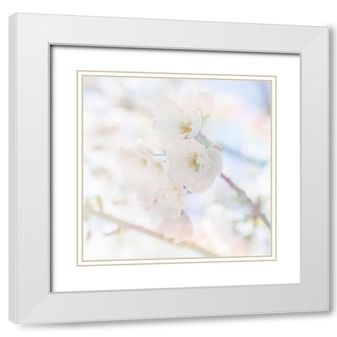 Apple Blossoms 06 White Modern Wood Framed Art Print with Double Matting by LightBoxJournal