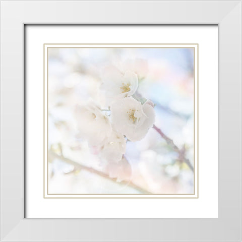 Apple Blossoms 06 White Modern Wood Framed Art Print with Double Matting by LightBoxJournal