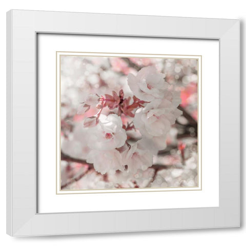 Pinky Blossom 4 White Modern Wood Framed Art Print with Double Matting by LightBoxJournal