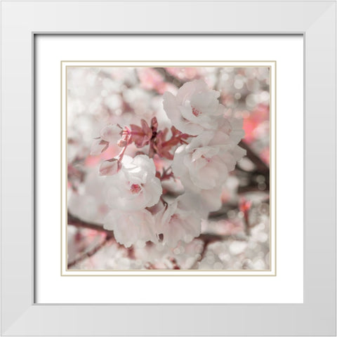 Pinky Blossom 4 White Modern Wood Framed Art Print with Double Matting by LightBoxJournal
