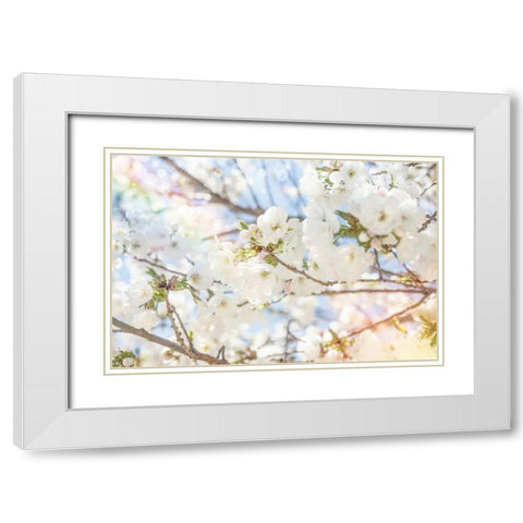White Spring Blossoms 02 White Modern Wood Framed Art Print with Double Matting by LightBoxJournal