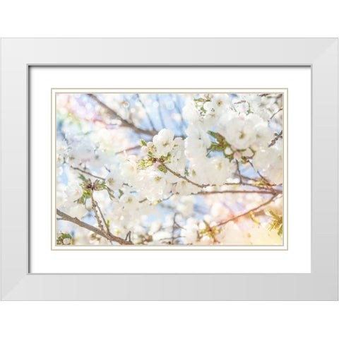 White Spring Blossoms 02 White Modern Wood Framed Art Print with Double Matting by LightBoxJournal