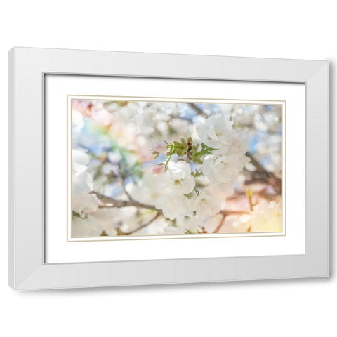 White Spring Blossoms 03 White Modern Wood Framed Art Print with Double Matting by LightBoxJournal