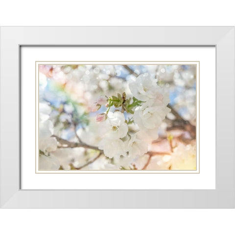 White Spring Blossoms 03 White Modern Wood Framed Art Print with Double Matting by LightBoxJournal