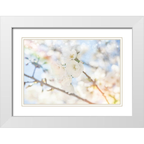 White Spring Blossoms 05 White Modern Wood Framed Art Print with Double Matting by LightBoxJournal