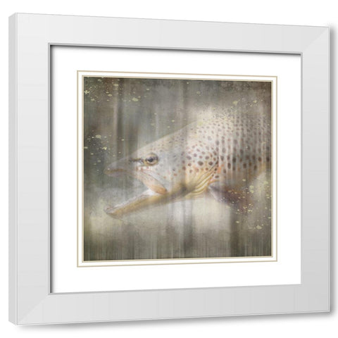Antique Wildlife Brown Trout White Modern Wood Framed Art Print with Double Matting by LightBoxJournal