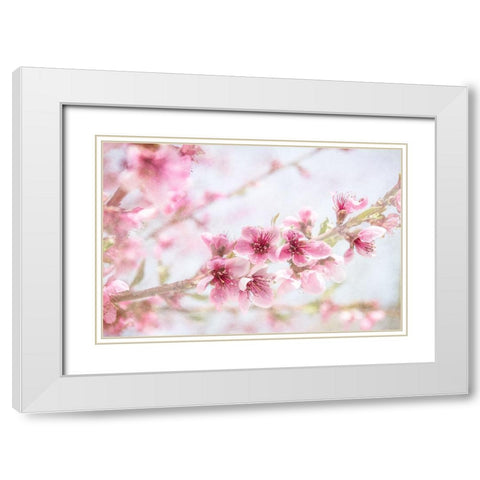 Cherry Pops 09 White Modern Wood Framed Art Print with Double Matting by LightBoxJournal