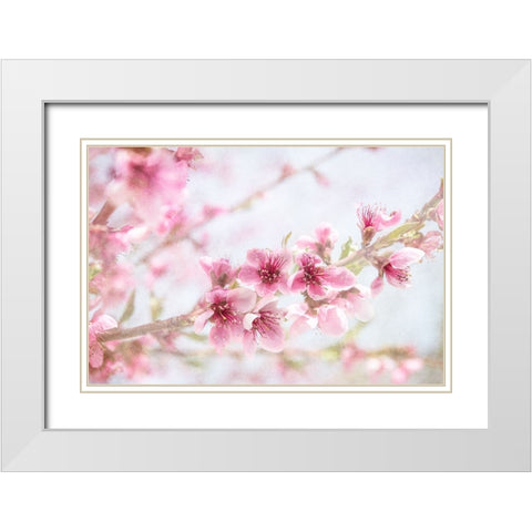 Cherry Pops 09 White Modern Wood Framed Art Print with Double Matting by LightBoxJournal