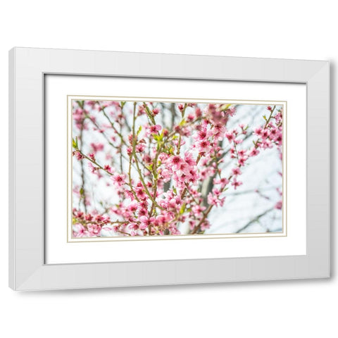 Naturally Cherry 01 White Modern Wood Framed Art Print with Double Matting by LightBoxJournal