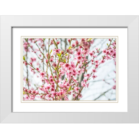 Naturally Cherry 01 White Modern Wood Framed Art Print with Double Matting by LightBoxJournal