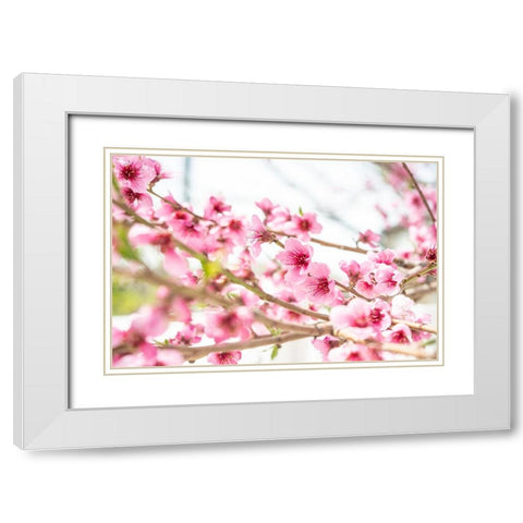 Naturally Cherry 02 White Modern Wood Framed Art Print with Double Matting by LightBoxJournal