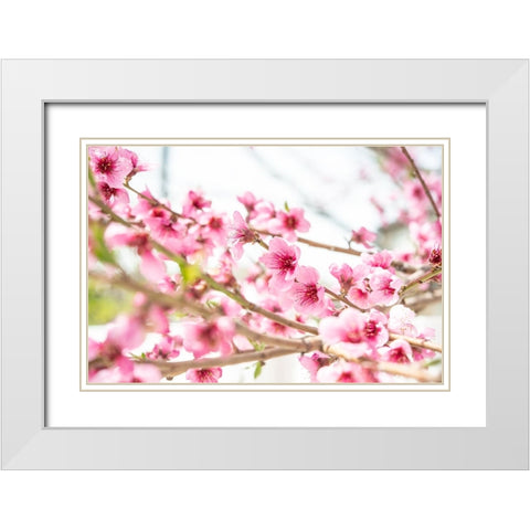 Naturally Cherry 02 White Modern Wood Framed Art Print with Double Matting by LightBoxJournal