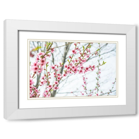 Naturally Cherry 03 White Modern Wood Framed Art Print with Double Matting by LightBoxJournal