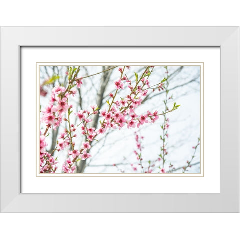 Naturally Cherry 03 White Modern Wood Framed Art Print with Double Matting by LightBoxJournal