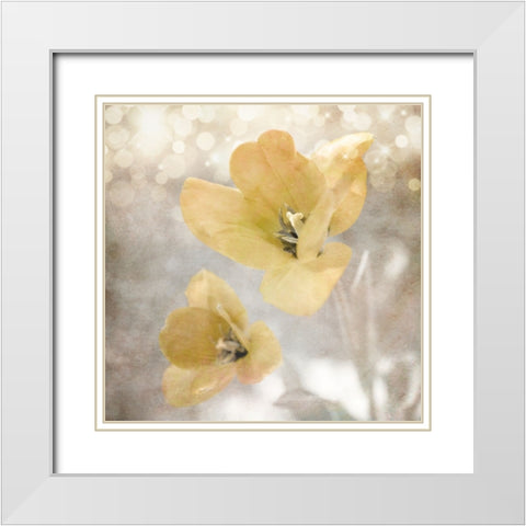 Yellow Tulip 03 White Modern Wood Framed Art Print with Double Matting by LightBoxJournal