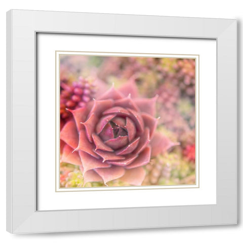 Succulents 02 White Modern Wood Framed Art Print with Double Matting by LightBoxJournal