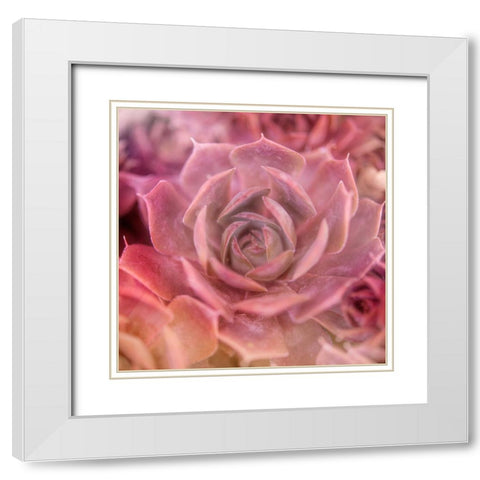Succulents 04 White Modern Wood Framed Art Print with Double Matting by LightBoxJournal