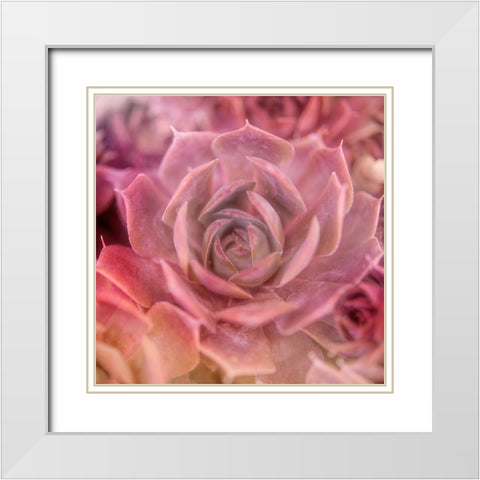 Succulents 04 White Modern Wood Framed Art Print with Double Matting by LightBoxJournal