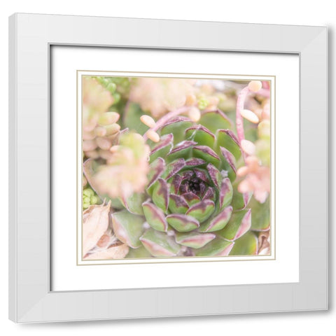 Succulents 08 White Modern Wood Framed Art Print with Double Matting by LightBoxJournal