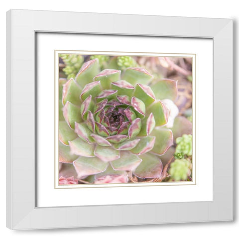Succulents 09 White Modern Wood Framed Art Print with Double Matting by LightBoxJournal