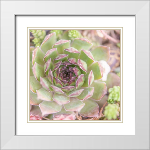 Succulents 09 White Modern Wood Framed Art Print with Double Matting by LightBoxJournal