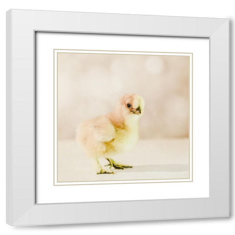 Baby Chicken 01 White Modern Wood Framed Art Print with Double Matting by LightBoxJournal
