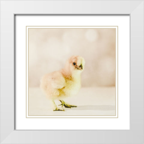 Baby Chicken 01 White Modern Wood Framed Art Print with Double Matting by LightBoxJournal