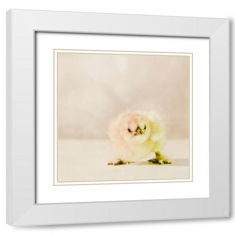 Baby Chicken 02 White Modern Wood Framed Art Print with Double Matting by LightBoxJournal