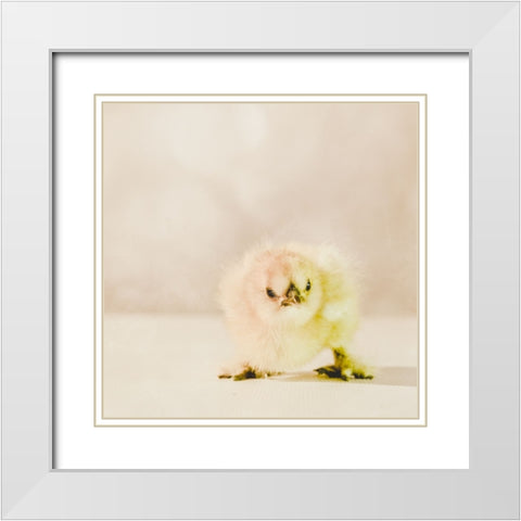 Baby Chicken 02 White Modern Wood Framed Art Print with Double Matting by LightBoxJournal