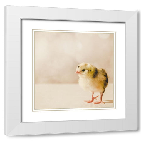 Baby Chicken 03 White Modern Wood Framed Art Print with Double Matting by LightBoxJournal